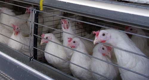 Клеточное содержание кур-несушек. Фото: https://ru.wikipedia.org/wiki/%CE%EA%F1%EA%E0%FF_%EF%F2%E8%F6%E5%F4%E0%E1%F0%E8%EA%E0#mediaviewer/File:%D0%9F%D1%82%D0%B8%D1%86%D1%8B_%D0%BD%D0%B0_%D1%84%D0%B0%D0%B1%D1%80%D0%B8%D0%BA%D0%B5.JPG