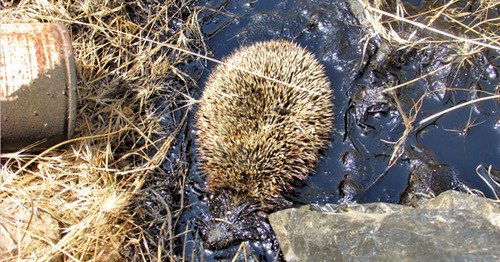 Мертвый еж в нефтеяме. Астраханская область, июль 2015 г. Кадр из видео "Кавказского узла" Мертвый еж в нефтеяме. Астраханская область, июль 2015 г. Кадр из видео "Кавказского узла"
