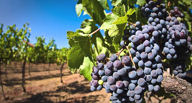 Виноградник. Фото: 
Источник: Новости-Грузия http://www.newsgeorgia.ge/v-tbilisi-poyavyatsya-punkty-prodazhi-vinograda/#t20c