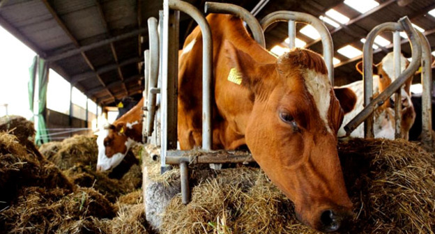 Животноводческий комплекс. Фото: Wikimedia Commons https://ru.wikimedia.org/