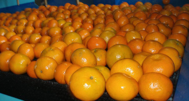 Мандарины. Фото: http://fruitinfo.ru/people/gallery/?id=20739