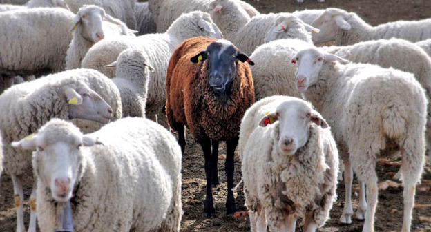 Овцы. Фото: Jesus Solana https://ru.wikipedia.org/