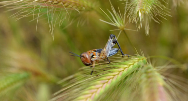 Саранча. Фото www.riadagestan.ru