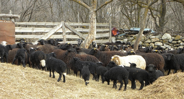 Крестьянско-фермерское хозяйство Рамазана Харатокова. Фото: mcxkchr.ru