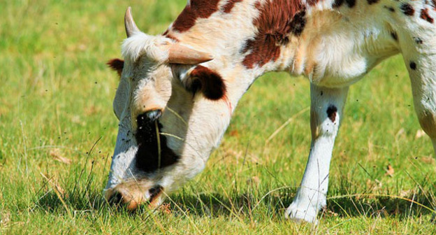 Корова. Фото http://kbrria.ru/ekonomika/452-fermera-v-kabardino-balkarii-pretenduyut-na-podderzhku-8203