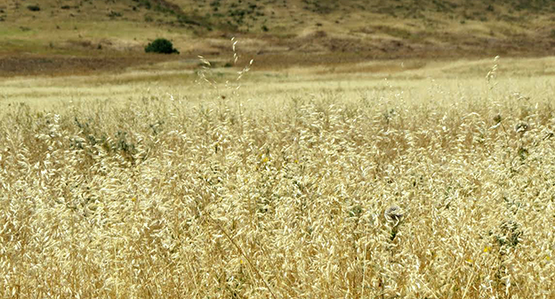 Поле в  Мартакертском районе Нагорного Карабаха. 15 июля 2016 год. Фото Алвард Григорян для "Кавказского узла"
