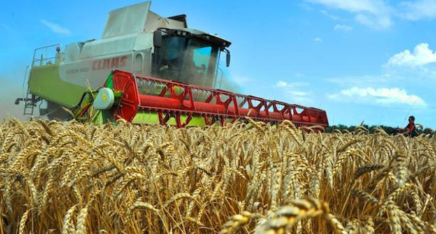 Уборка урожая. Фото: Иван Журавлев / Югополис