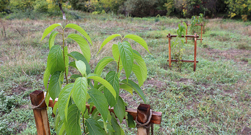 Волонтеры из диаспоры в ходе акции по посадке деревьев. Нагорный Карабах, 15 октября 2016 года. Фото Авлвард Григорян для "Кавказского узла".