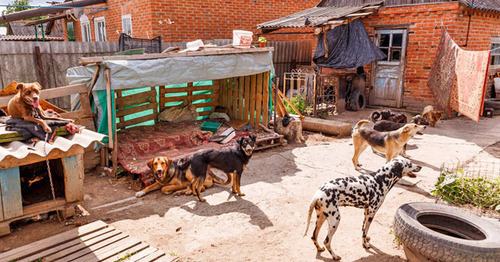 Крупные собаки живут во дворе дома Алехиных. Фото Анны Грицевич для "Кавказского узла"