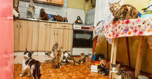 Кошки на кухне Алехиных. Фото Анны Грицевич для "Кавказского узла"