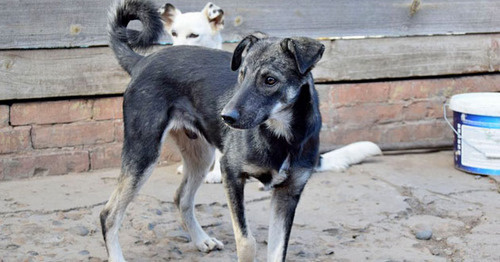 Крупным собакам найти хозяев сложно. Фото Анны Грицевич для "Кавказского узла"