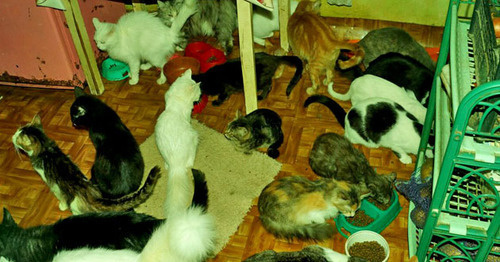 Кормление кошек на кухне у Алехиных. Фото Анны Грицевич для "Кавказского узла2