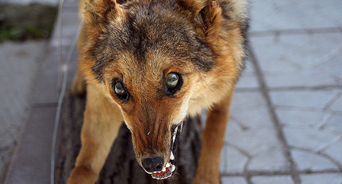 Больное животное. Фото http://saroblnews.ru/news-archive/i63108-v-saratovskoi-oblasti-zabolevaemost-beshens#