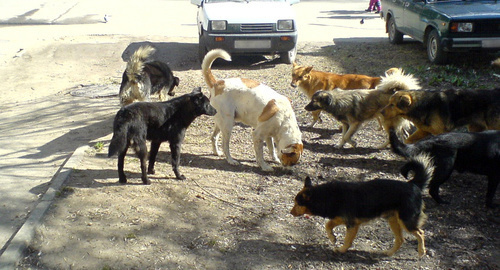 Безнадзорные животные в Махачкале. Фото http://www.riadagestan.ru/news/society/brodyachie_sobaki_sotsialnaya_problema_ili_sostoyanie_respubliki/