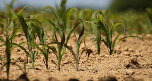 Всходы. Фото http://agroday.ru/analytics/obzor_indeksa_cen_proizvoditelei_selhozprodukcii_v_kostromskoi_oblasti_v_oktjabre_2013_goda/?print