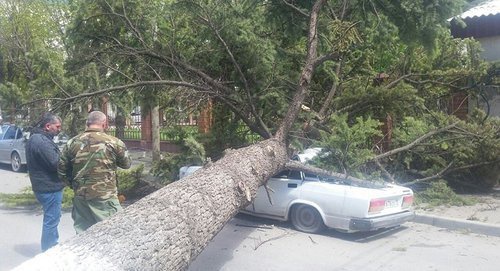 Упавшее во время сильного ветра дерево в Цхинвале. Фото © Sputnik / Руслан Тадтаев
 http://sputnik-ossetia.ru/South_Ossetia/20170424/4057450.html