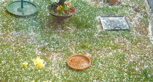 Град. Фото Mara 1 / Hailstones this afternoon. flicker.com Град. Фото Mara 1 / Hailstones this afternoon. flicker.com