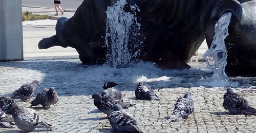 Купание голубей в фонтане у Астраханского кремля. Фото Вячеслава Ященко для "Кавказского узла"