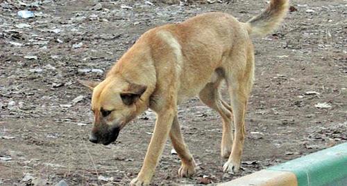Бездомная собака. Фото Вячеслава Ященко для "Кавказского узла"