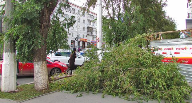 Сильный ветер сломал вяз на улице Невской в Волгограде. Фото Вячеслава Ященко для "Кавказского узла"