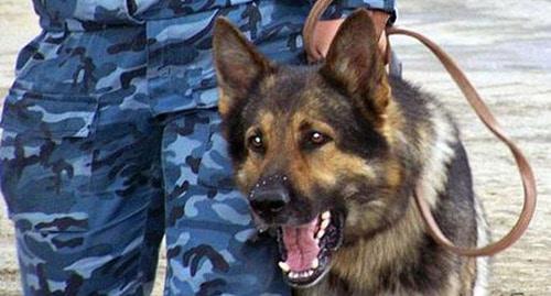 Собака кинолога. Фото http://news.vse42.ru/feed/show/id/627163?admakets=show Собака кинолога. Фото http://news.vse42.ru/feed/show/id/627163?admakets=show