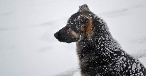 Бродячая собака. Фото Светланы Кравченко для "Кавказского узла"