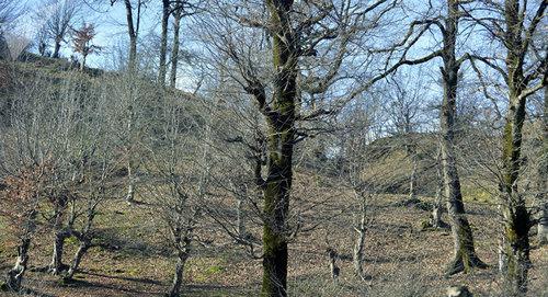 Лес в Азербайджане. Фото  Sputnik / Rahim Zakiroğlu
https://ru.sputnik.az/incidents/20180325/414575013/lesnye-pozhary-potusheny.html