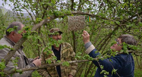 Борьба с мраморным клопом. Фото Sputnik Бадрак Авидзба https://sputnik-abkhazia.ru/Abkhazia/20180324/1023483078/vmeste-protiv-klopa-rosselxoznadzor-provodbt-monitoring-v-abxazii.html