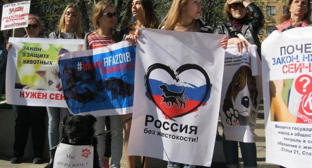 Митинг зоозащитников в Ростове-на-Дону. 14 апреля 2018 года. Фото Константина Волгина для "Кавказского узла"