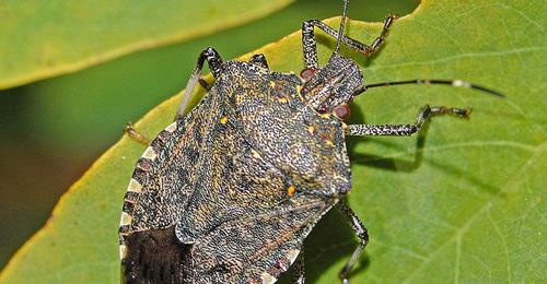 Коричнево-мраморный клоп. Фото: Hectonichus https://ru.wikipedia.org/ Коричнево-мраморный клоп. Фото: Hectonichus https://ru.wikipedia.org/