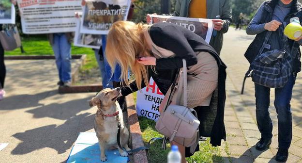 Митинг зоозащитников. Сочи, апрель 2018 г. Фото Светланы Кравченко для "Кавказского узла"