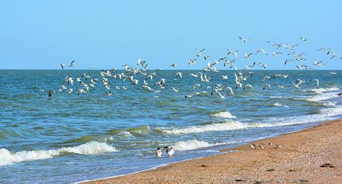 Остров Малый Жемчужный в Каспийском море. Фото: официальный сайт Минприроды России http://astrakhanzapoved.ru/
