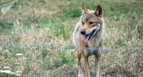 Волк. Фото  Sputnik / Levan Avlabreli
 https://sputnik-georgia.ru/incidents/20181223/243621116/Volk-napal-na-zhiteley-sela-na-zapade-Gruzii.html