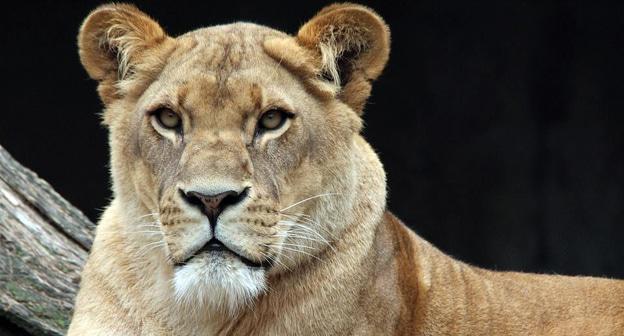 Львица. Фото pixabay.com
