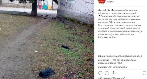 Мертвые птицы в Нальчике. Фото: скриншот со страницы сообщества "ЧП/Нальчик, КБР" в Instagram https://www.instagram.com/p/BtQh2FvF9aT/