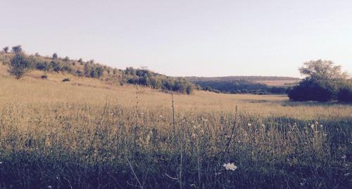 Пастбище в Гудермесском районе Чечни. Фото Магомеда Магомедова для "Кавказского узла"