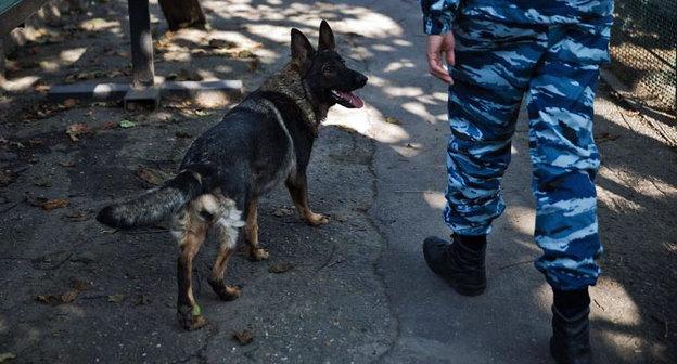 Поисковая собака. Фото  Федор Обмайкин / Югополис
