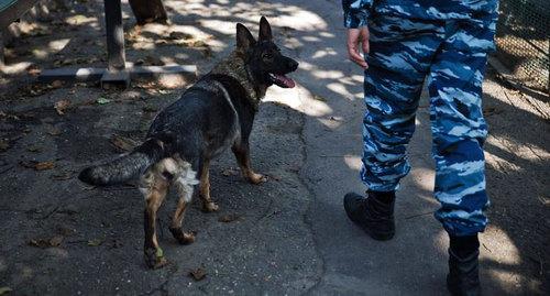 Поисковая собака. Фото  Федор Обмайкин / Югополис
