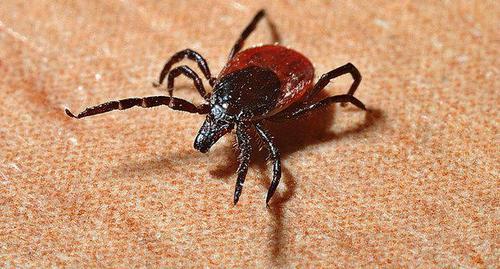 Клещ. Фото pixabay.com Клещ. Фото pixabay.com