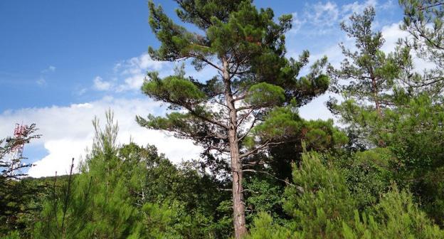 Агрийский заказник в Туапсинском районе. Фото: пресс-служба "Экологической вахты по Северному Кавказу" http://ewnc.org/node/26597
