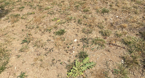 Засуха. Фото Юлии Барановой, Юга.ру