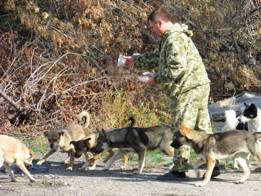 Сотрудник  волгоградского предриятия подкармливает бродячих собак. Фото Вячеслава Ященко для "Кавказского узла"