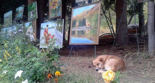 Бродячая собака. Фото Армине Мартиросян для "Кавказского узла"