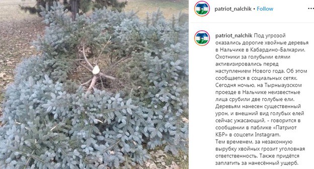 Спиленная в Нальчике голубая ели. Фото: скриншот со страницы patriot_nalchik в Instagram https://www.instagram.com/p/B6qufrTnzol/