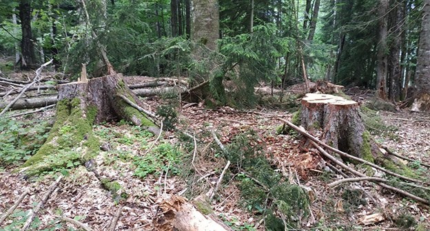 Вырубка кавказской пихты. Фото предоставлено  представительством WWF России в экорегионе "Российский Кавказ" wwf.ru