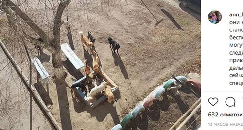 Стая собак на детской площадке в Нальчике. Скриншот публикации в Instagram-сообществе kbr.nalchik https://www.instagram.com/p/B7wRlLzlJzD/