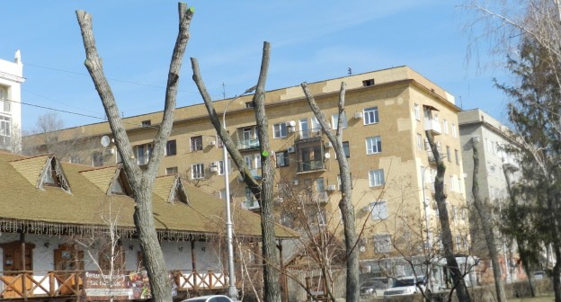 Аллея акаций на улице Чуйкова, Волгоград. Фото Татьяны Филимоновой для "Кавказского узла".