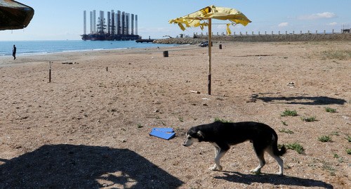 Бродячая собака на пляже в Баку. Фото: REUTERS/Grigory Dukor