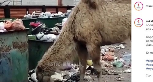 Верблюд ест мусор около свалки в Махачкале. Скриншот сообщения канала mkala https://www.instagram.com/p/CKJUW8Dj9d0/