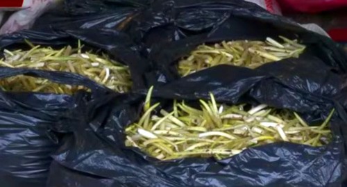 Черемша. Кадр видео 
ИНГУШЕТИЯ https://www.youtube.com/watch?v=2tSv1nZ9H7Y&t=2s